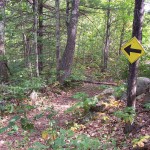 Photo of a yellow sign post with an arrow pointing down a trail in the woods