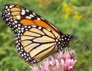 Photo of a monarch butterfly on pink weed blossoms