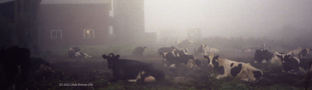 Photo of Cows resting in a misty barnyard, copyright 2012 Linda Bonney Olin