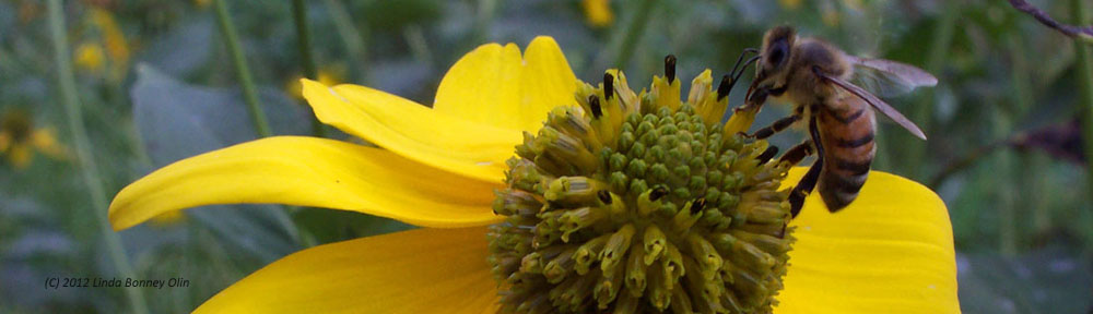 Honey bee collecting pollen from a yellow coneflower, copyright Linda Bonney Olin