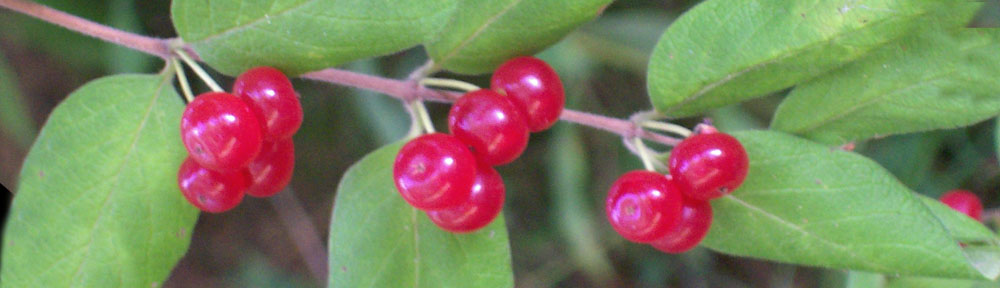 Closeup photo of red berries on a shrub